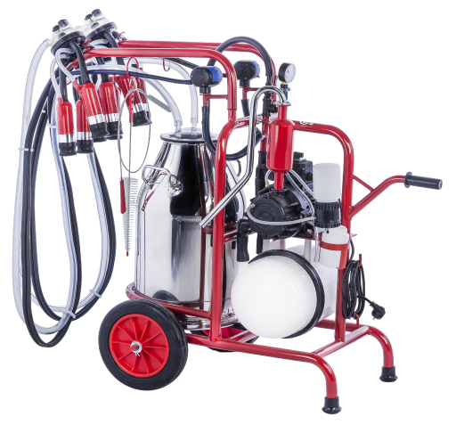 300 cc - İnek