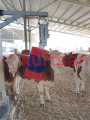 İnek Kaşıma Fırçası