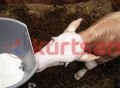 Buzağı Emzikli Kova